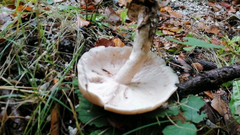 Lepista glaucocana