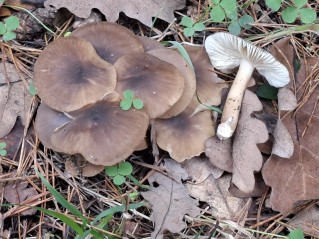 Lyophyllum decastes