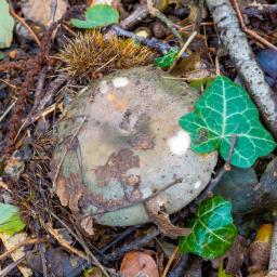 Russula cyanoxantha