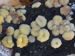 Trichobelonium kneiffii