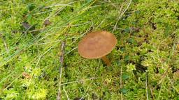 Cortinarius chrysolitus