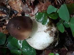 Macrolepiota procera