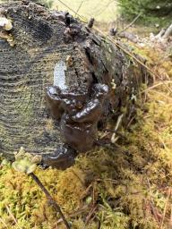 Exidia nigricans