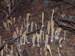Clavariadelphus ligula