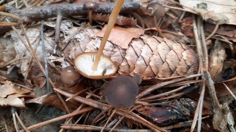 Strobilurus esculentus