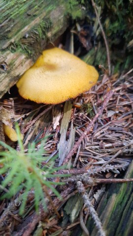 Tricholomopsis decora