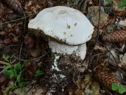 Boletus edulis