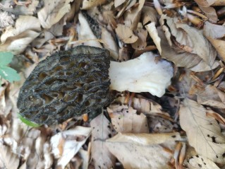 Morchella costata