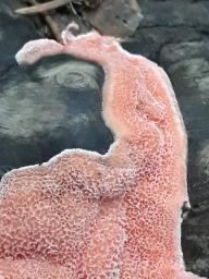 Rhodonia placenta