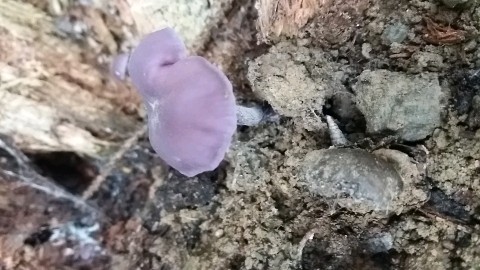 Laccaria amethystina