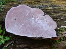 Rhodofomes roseus