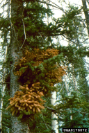 Chrysomyxa arctostaphyli
