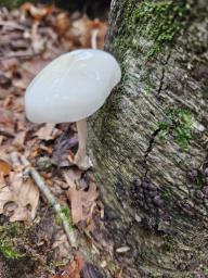 Mucidula mucida