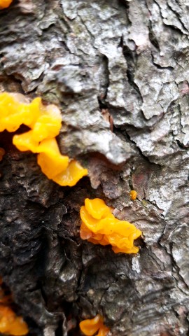 Dacrymyces stillatus