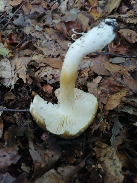 Tricholoma sejunctum