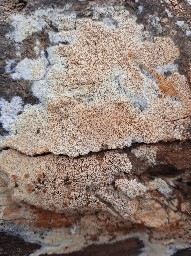 Pachykytospora tuberculosa