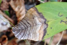 Microsphaeropsis hellebori