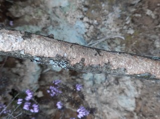 Vuilleminia comedens