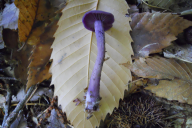 Laccaria amethystina