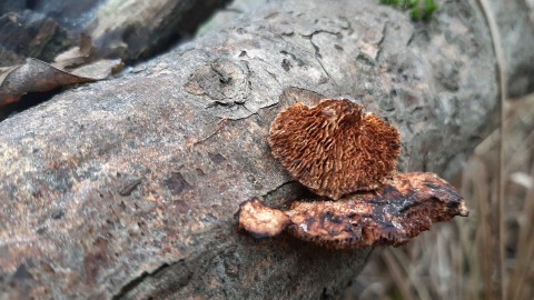 Daedaleopsis confragosa
