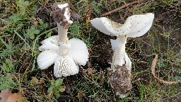 Zhuliangomyces illinitus