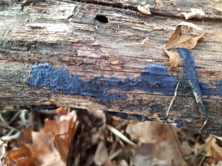 Terana coerulea