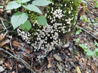 Coprinellus disseminatus