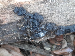 Exidia glandulosa