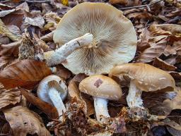 Pholiota lenta