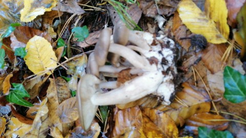 Lyophyllum loricatum