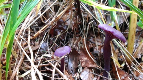 Laccaria amethystina