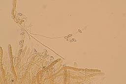 Otidea concinna