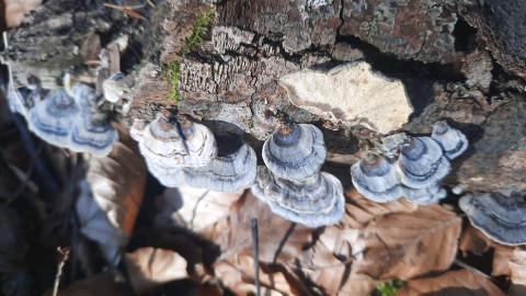 Trametes versicolor