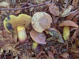 Suillellus luridus