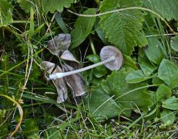 Entoloma querquedula