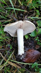Hebeloma sinapizans