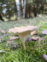 Infundibulicybe gibba