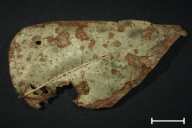 Uromyces appendiculatus