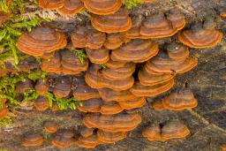 Hymenochaete rubiginosa