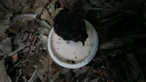 Lactifluus piperatus