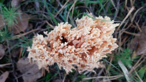 Ramaria formosa