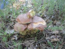 Butyriboletus fuscoroseus