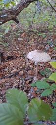 Macrolepiota procera