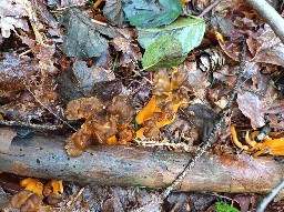 Craterellus lutescens