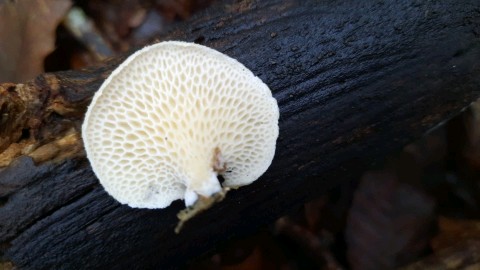Neofavolus alveolaris