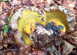 Cyanoboletus pulverulentus