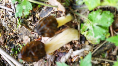 Verpa bohemica