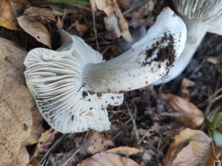 Hygrophorus marzuolus