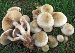 Hebeloma crustuliniforme