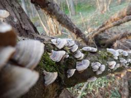 Trametes versicolor